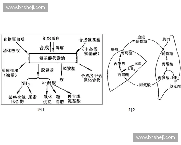 以速度与力量为核心探索人体极限潜能的提升路径与训练方法